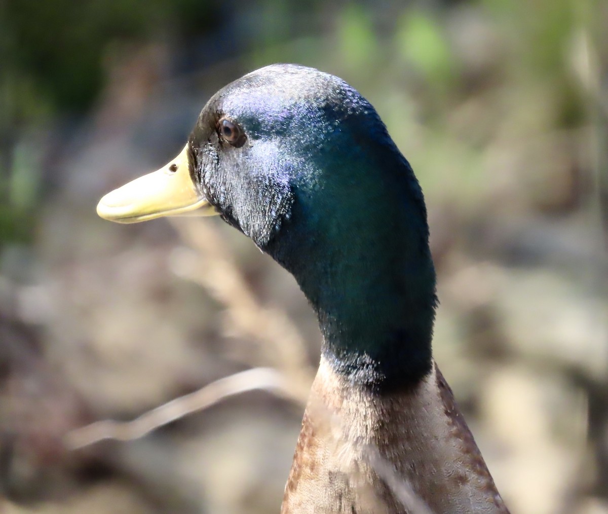 Mallard - ML549144501