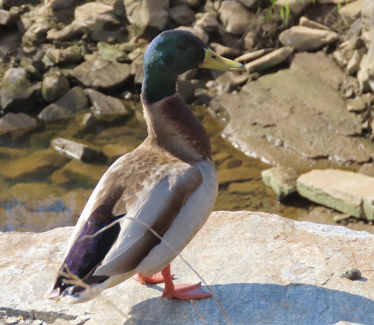 Mallard - ML549144511