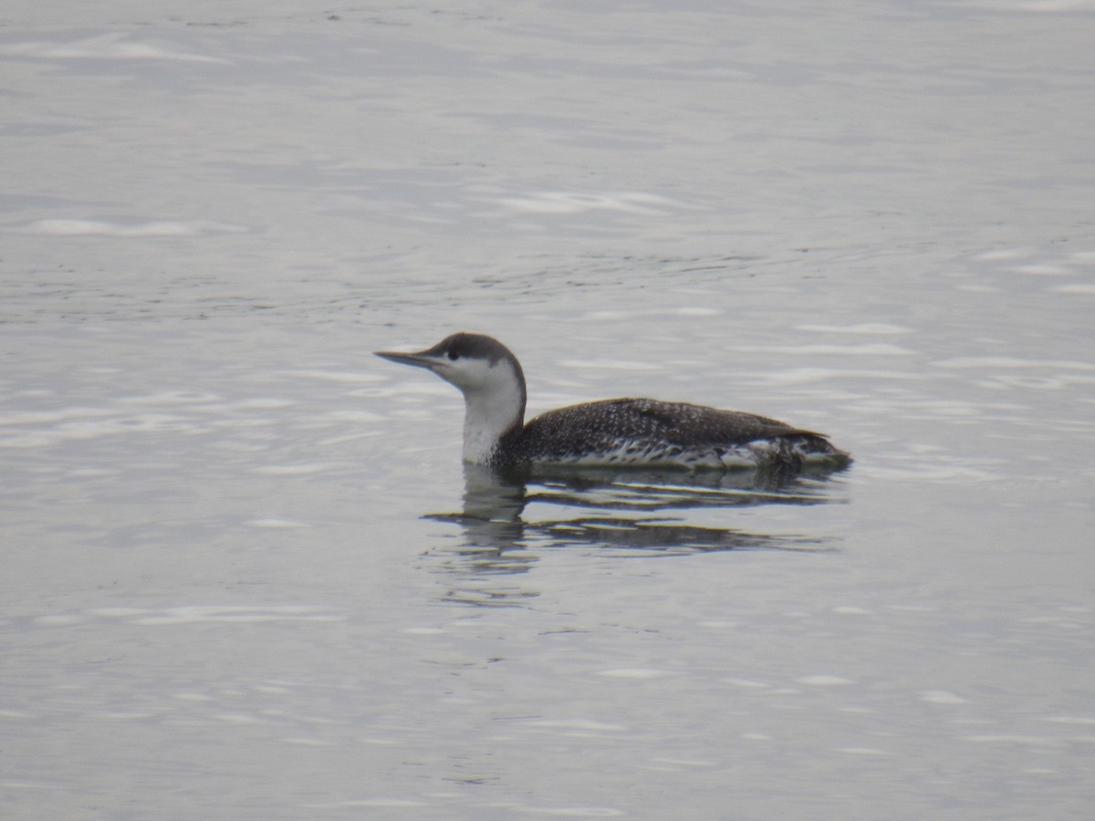 Red-throated Loon - John Coyle