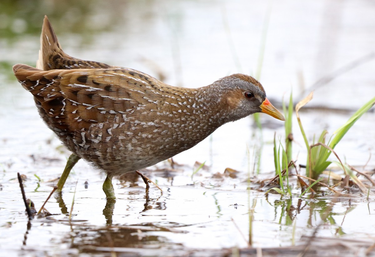 Spotted Crake - David Santamaría Urbano