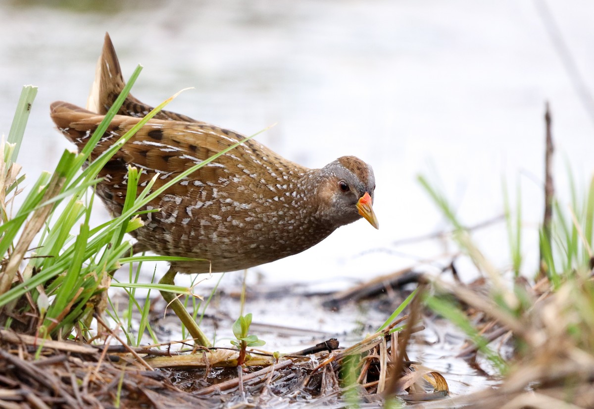 Spotted Crake - ML549145041