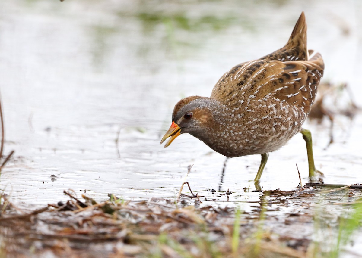 Spotted Crake - ML549145071