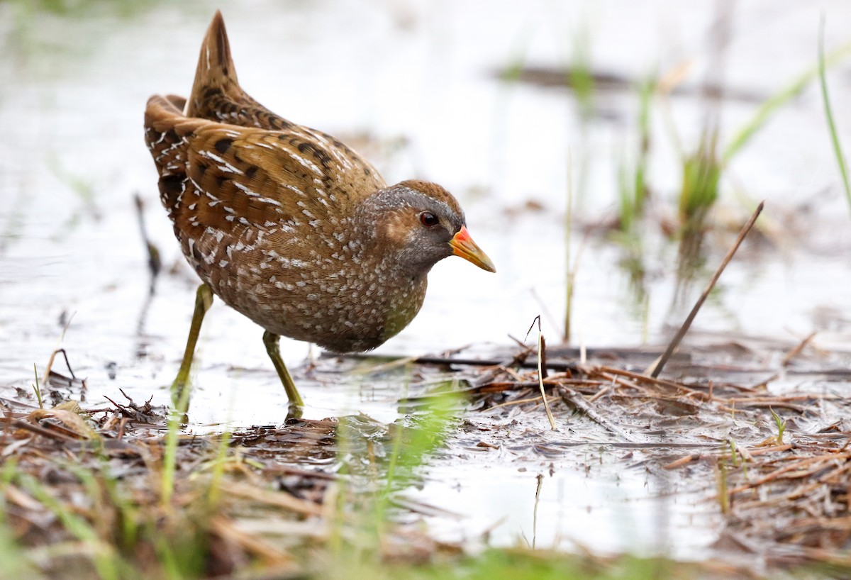 Spotted Crake - ML549145111