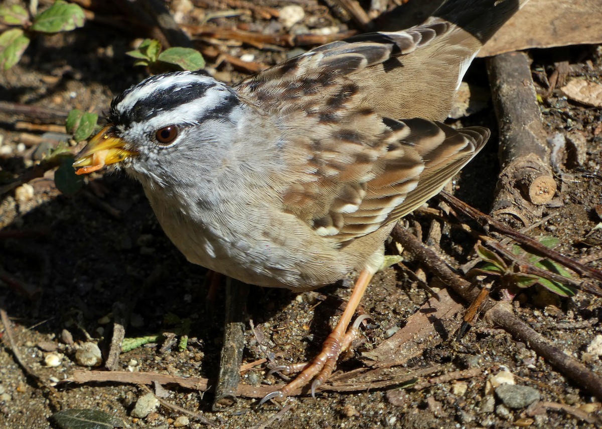 White-crowned Sparrow - ML549145361