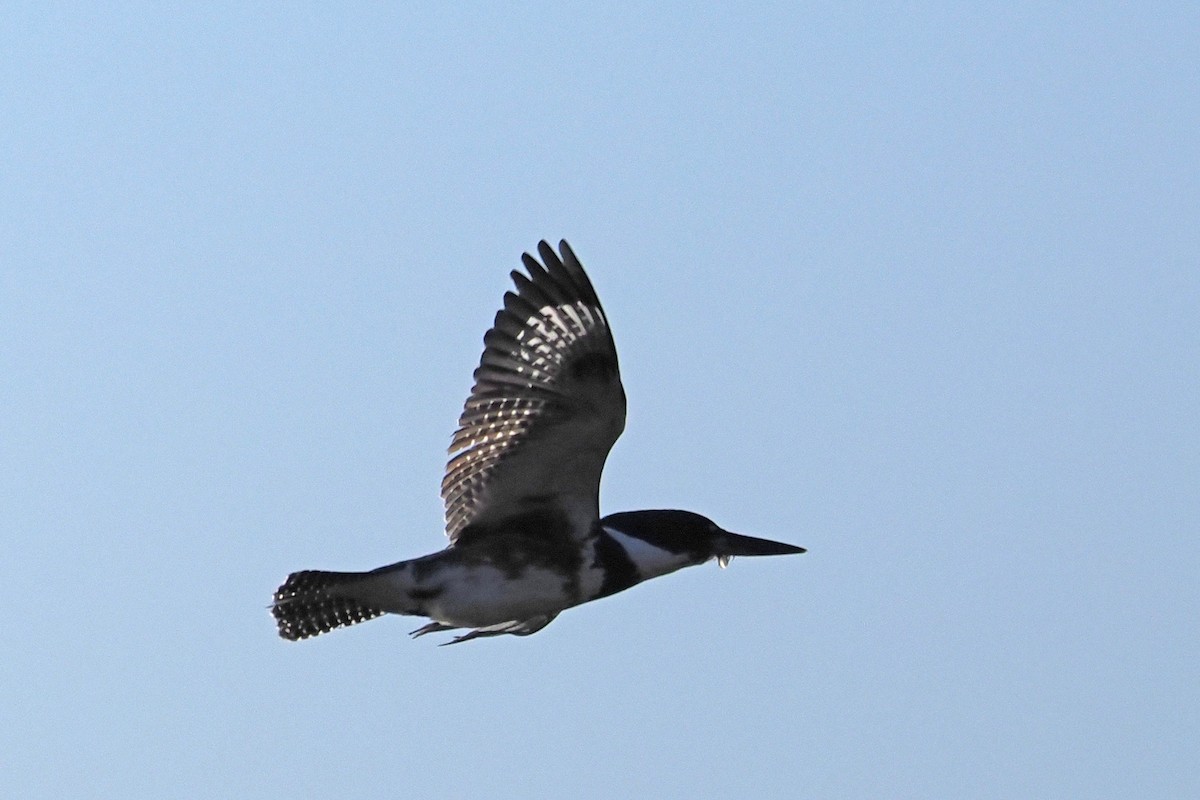 Martin-pêcheur d'Amérique - ML549145421