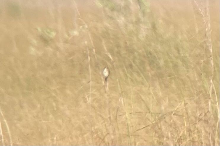 Seaside Sparrow (Cape Sable) - ML549145591