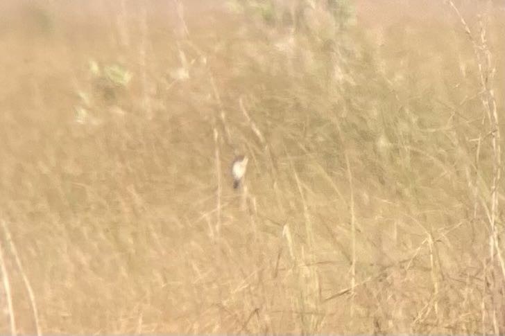 Seaside Sparrow (Cape Sable) - ML549145601