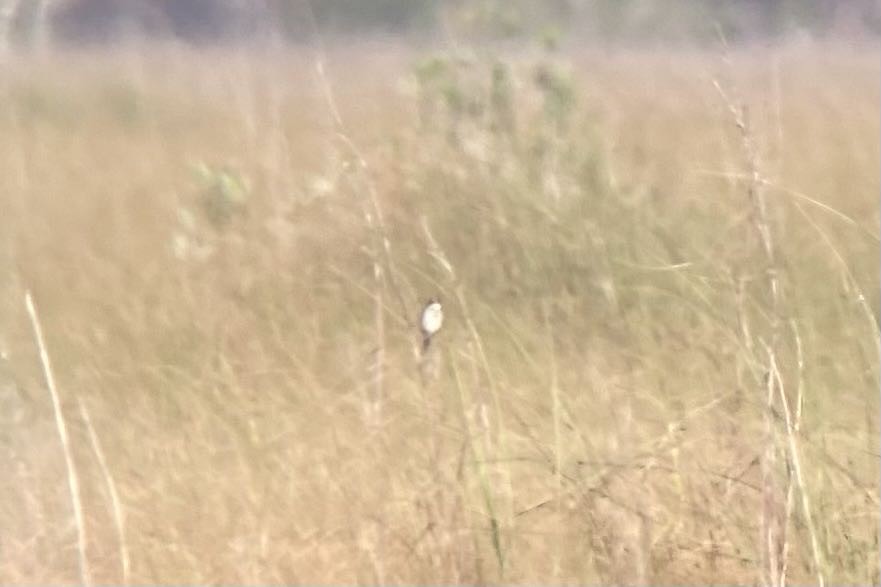 Seaside Sparrow (Cape Sable) - ML549145621