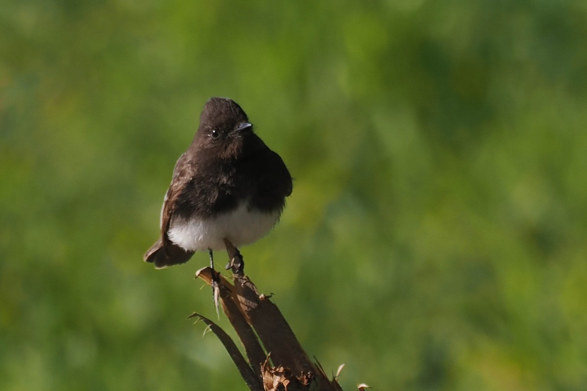 Black Phoebe - ML549145661