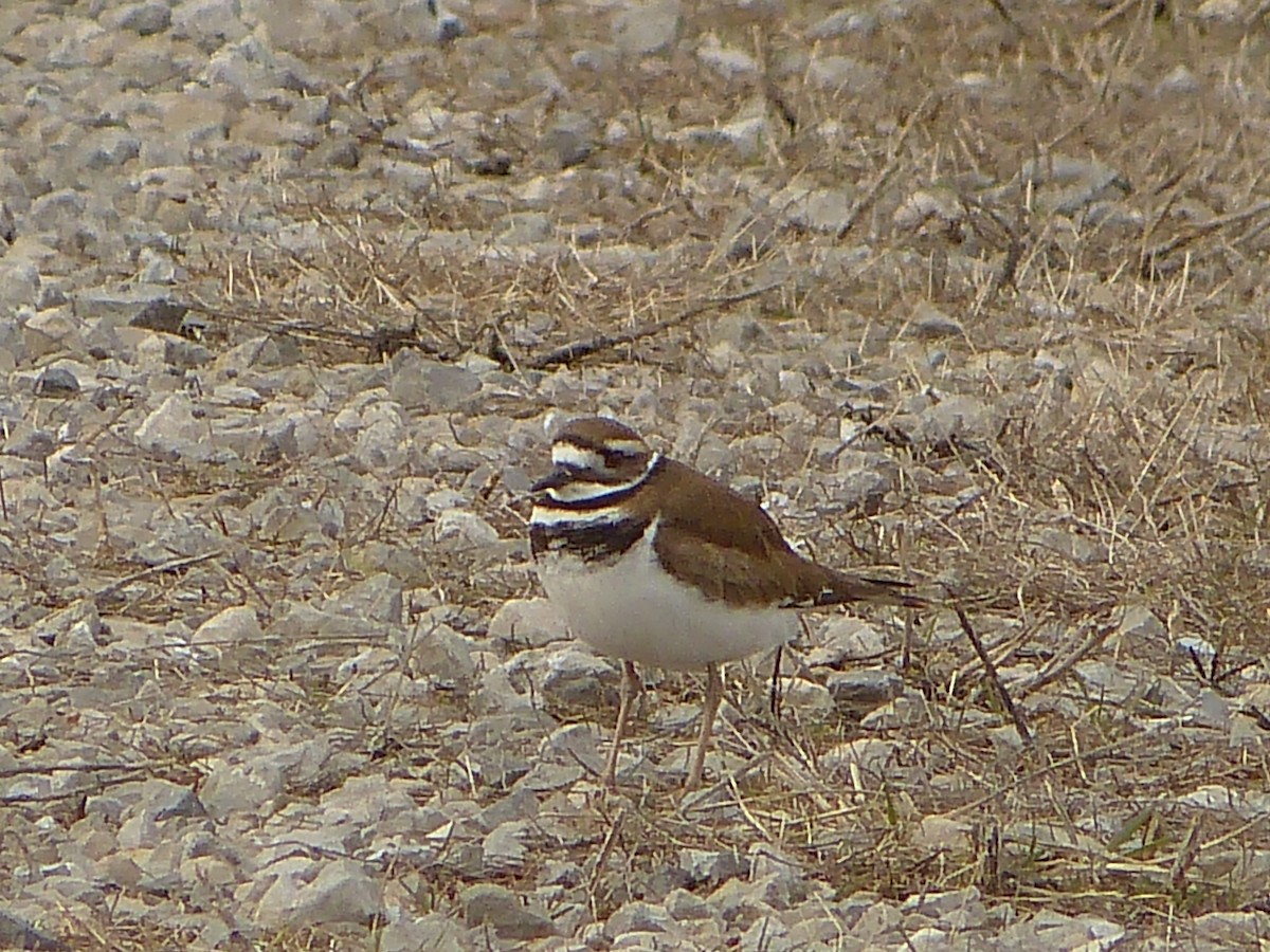 Killdeer - ML549145971