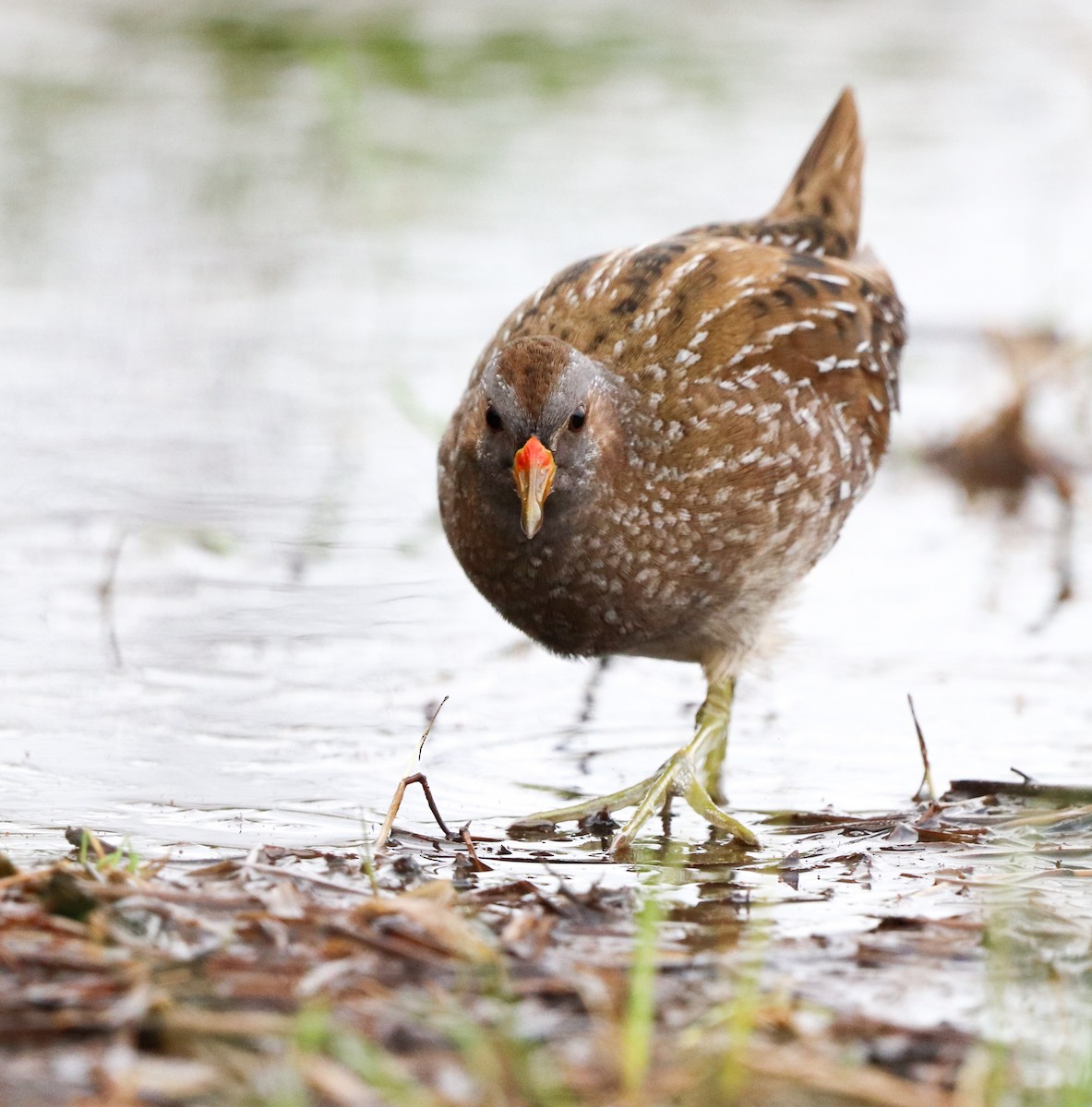 Spotted Crake - ML549146471