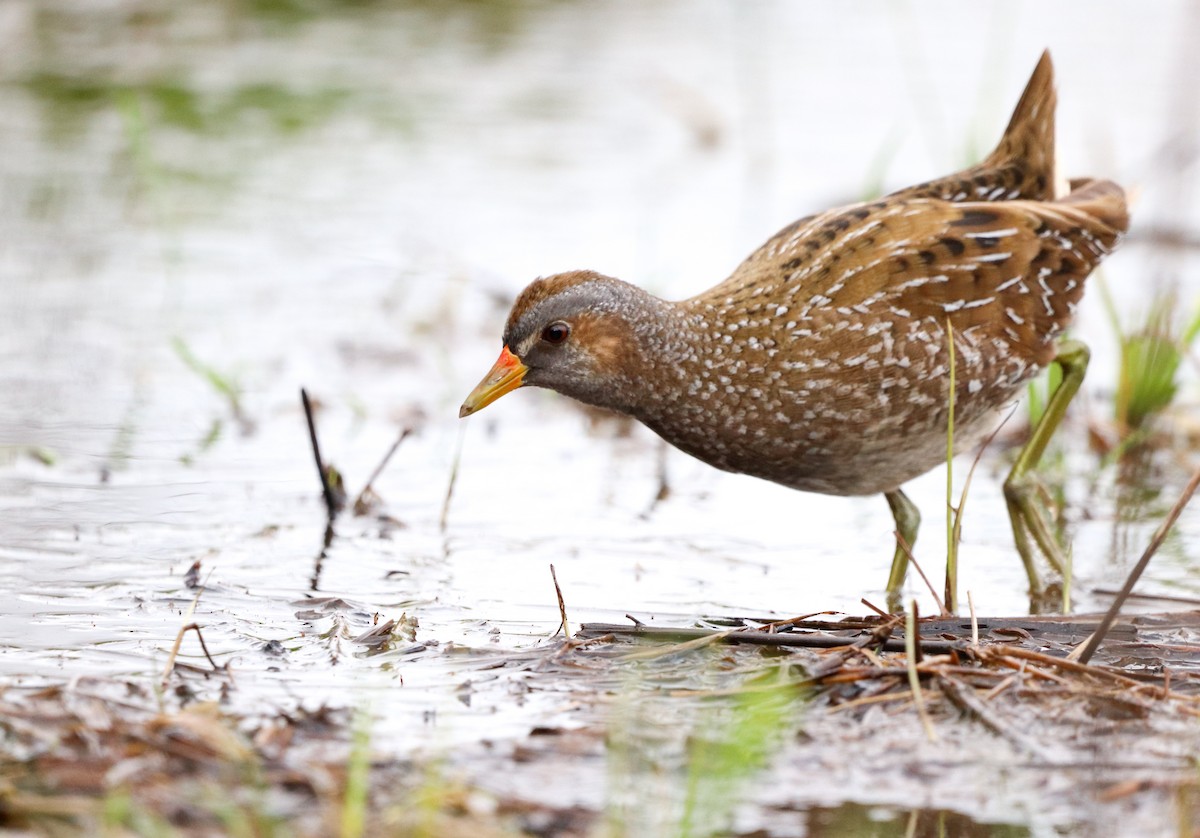 Spotted Crake - ML549146481