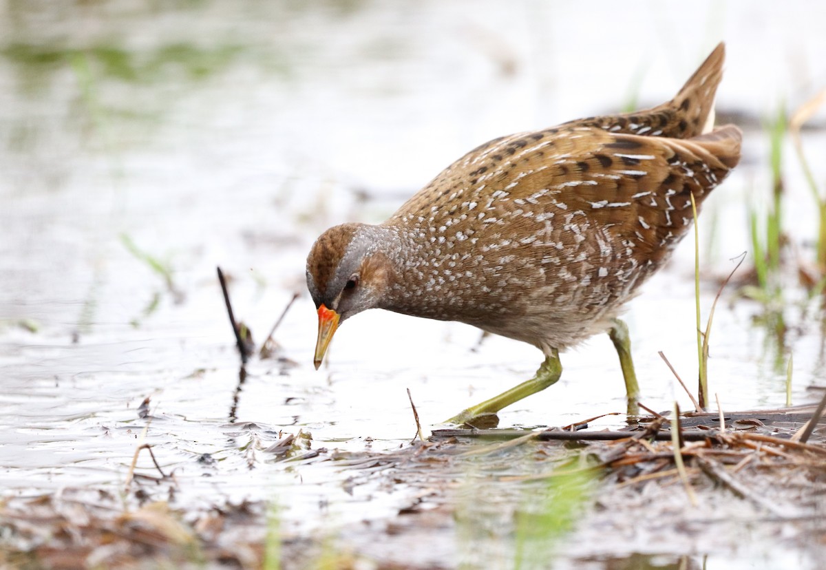 Spotted Crake - ML549146491