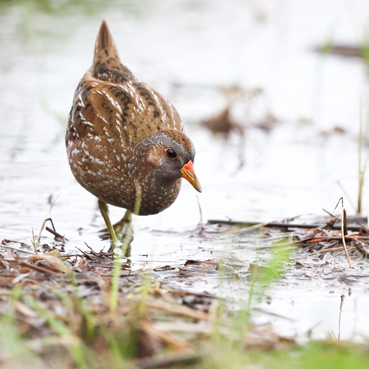 Spotted Crake - ML549146521