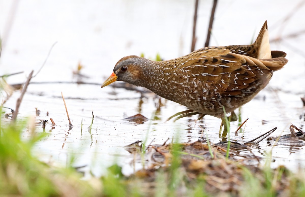 Spotted Crake - ML549146531