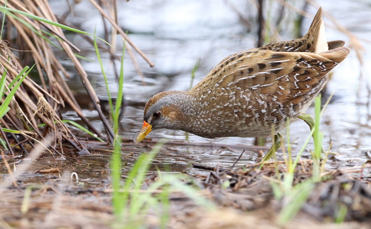 Spotted Crake - ML549146541