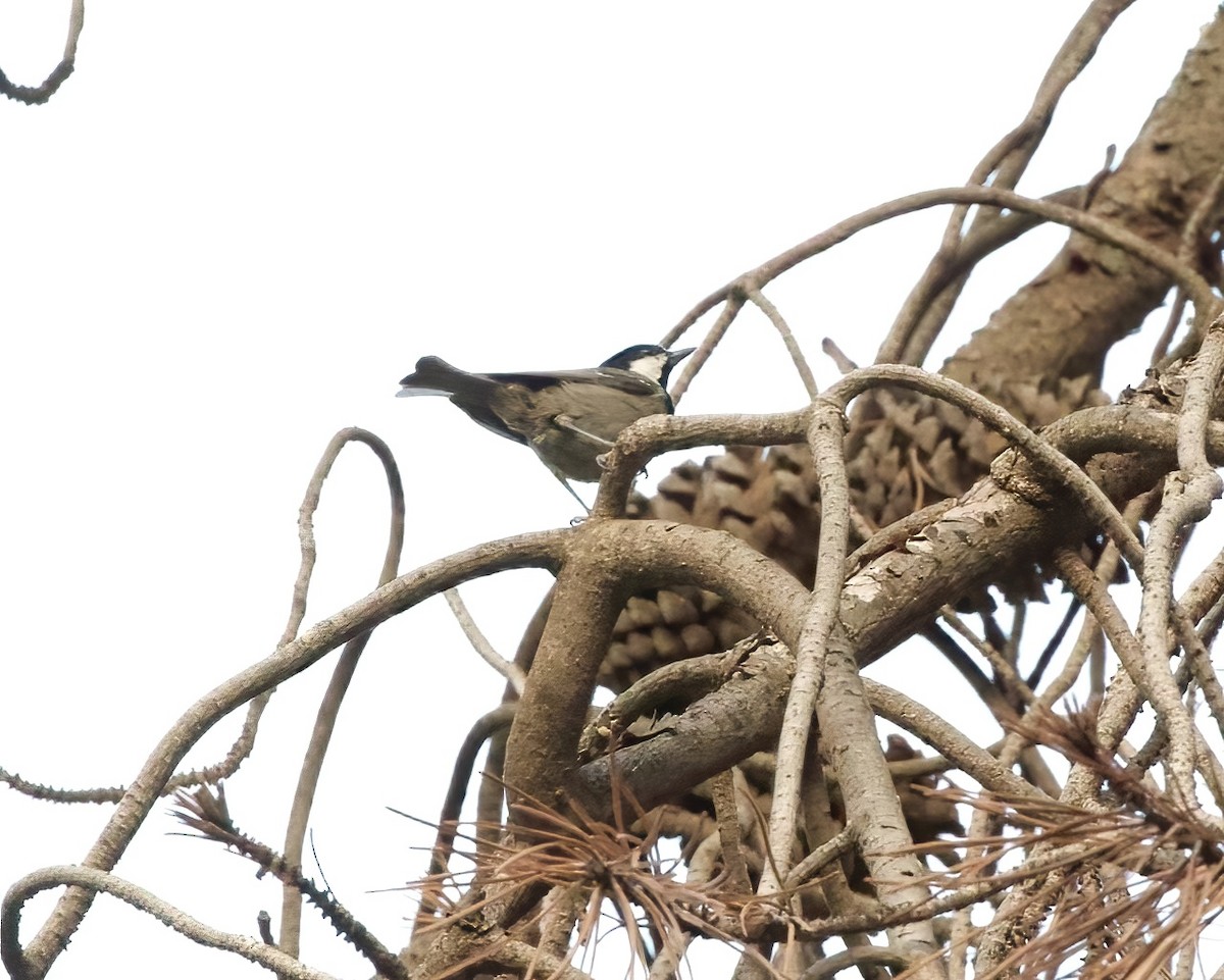 Coal Tit (Atlas) - Terence Degan