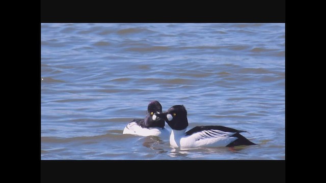 Common Goldeneye - ML549148171