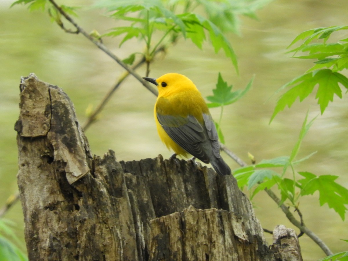 Prothonotary Warbler - ML54914921