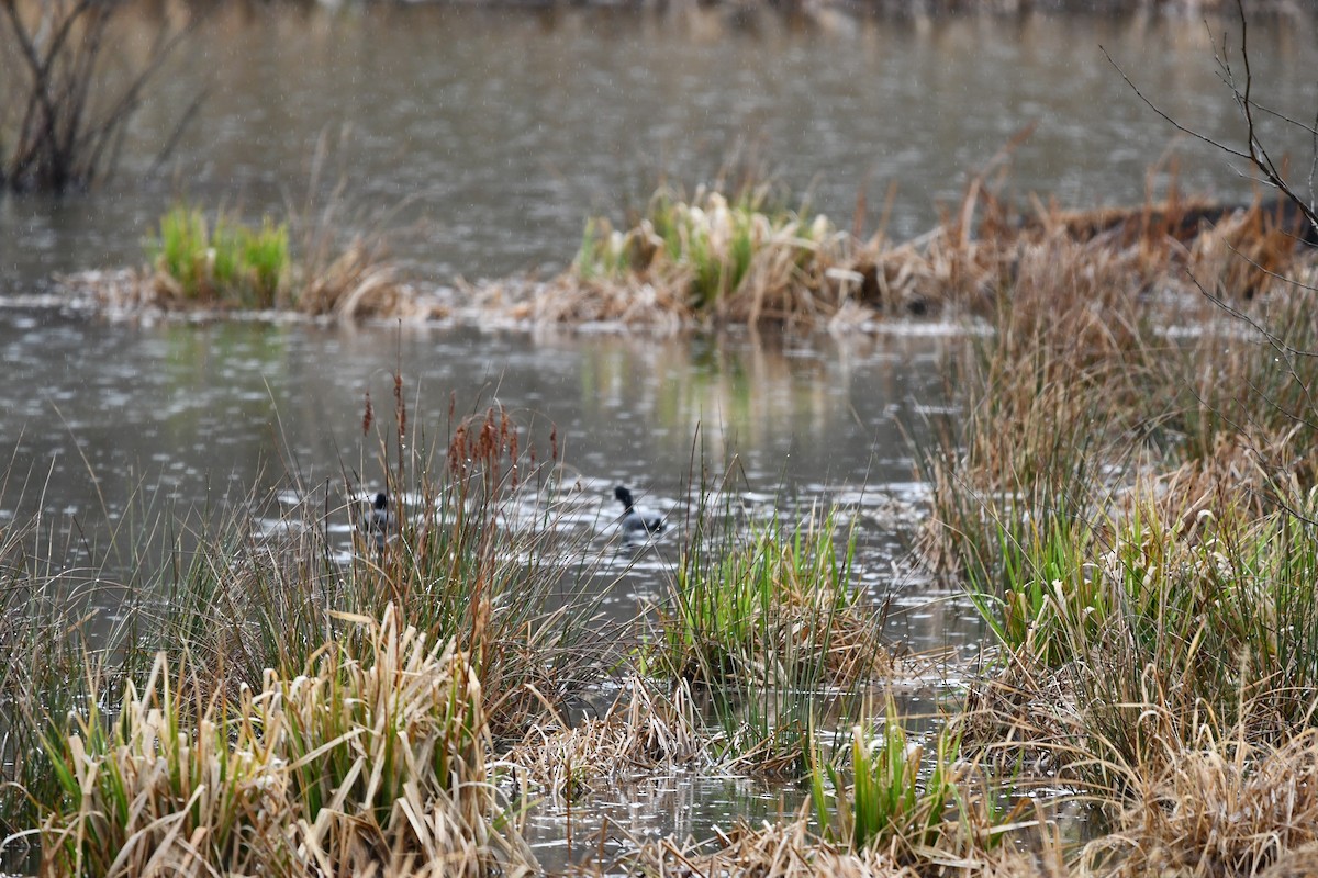 American Coot (Red-shielded) - ML549149521