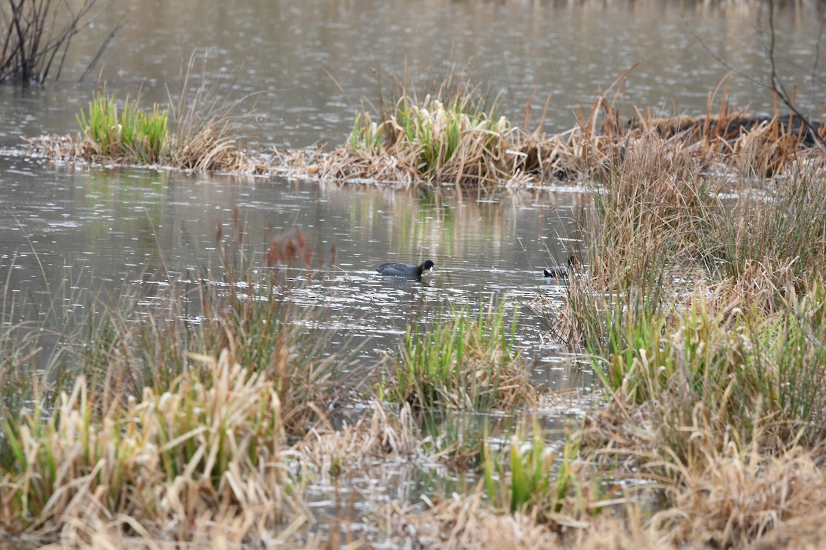 American Coot (Red-shielded) - ML549149541