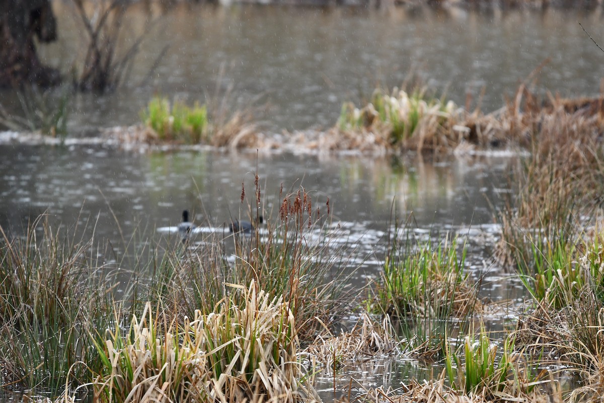 American Coot (Red-shielded) - ML549149551