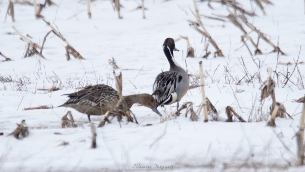 Northern Pintail - ML549149671