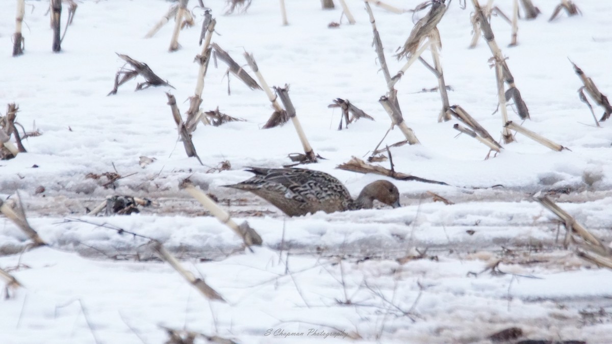 Northern Pintail - ML549149681