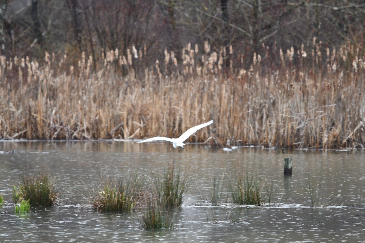 Great Egret (American) - ML549149751