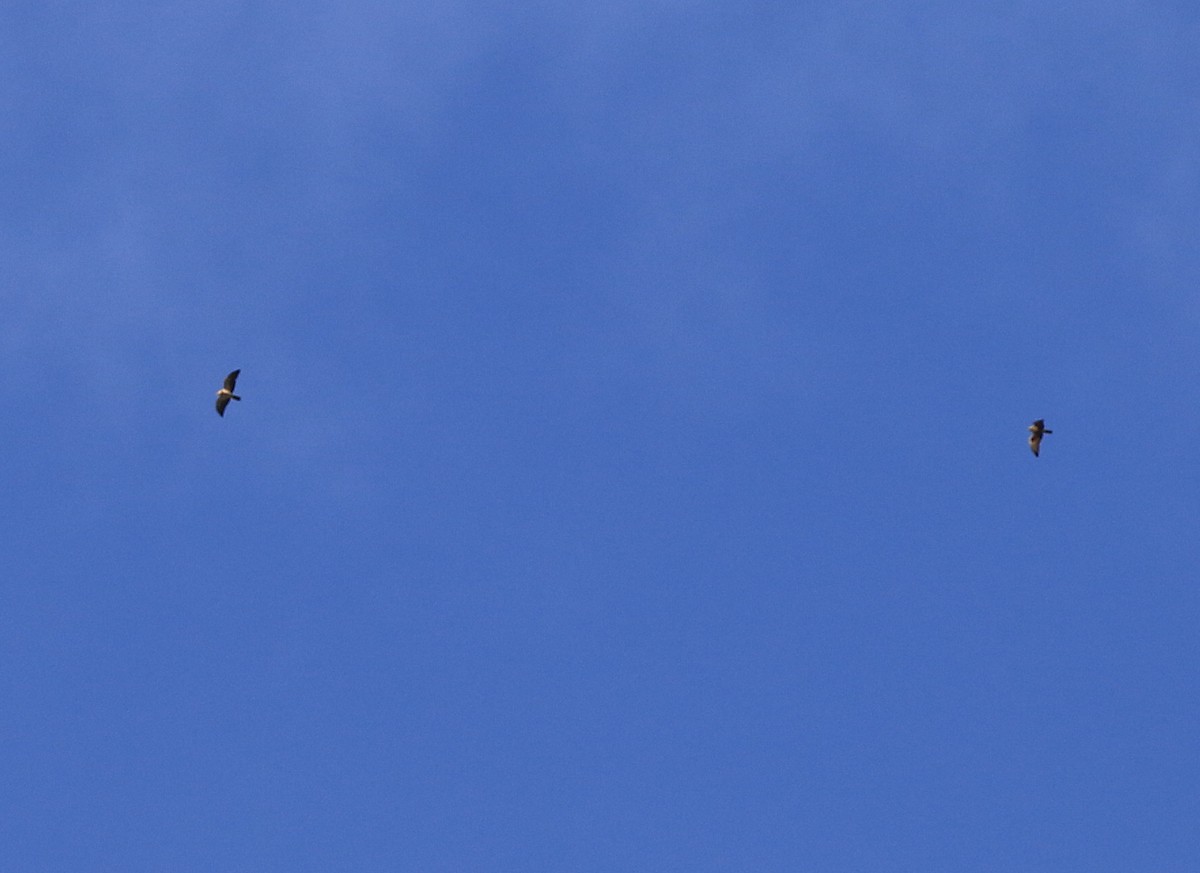 Swainson's Hawk - ML54915071