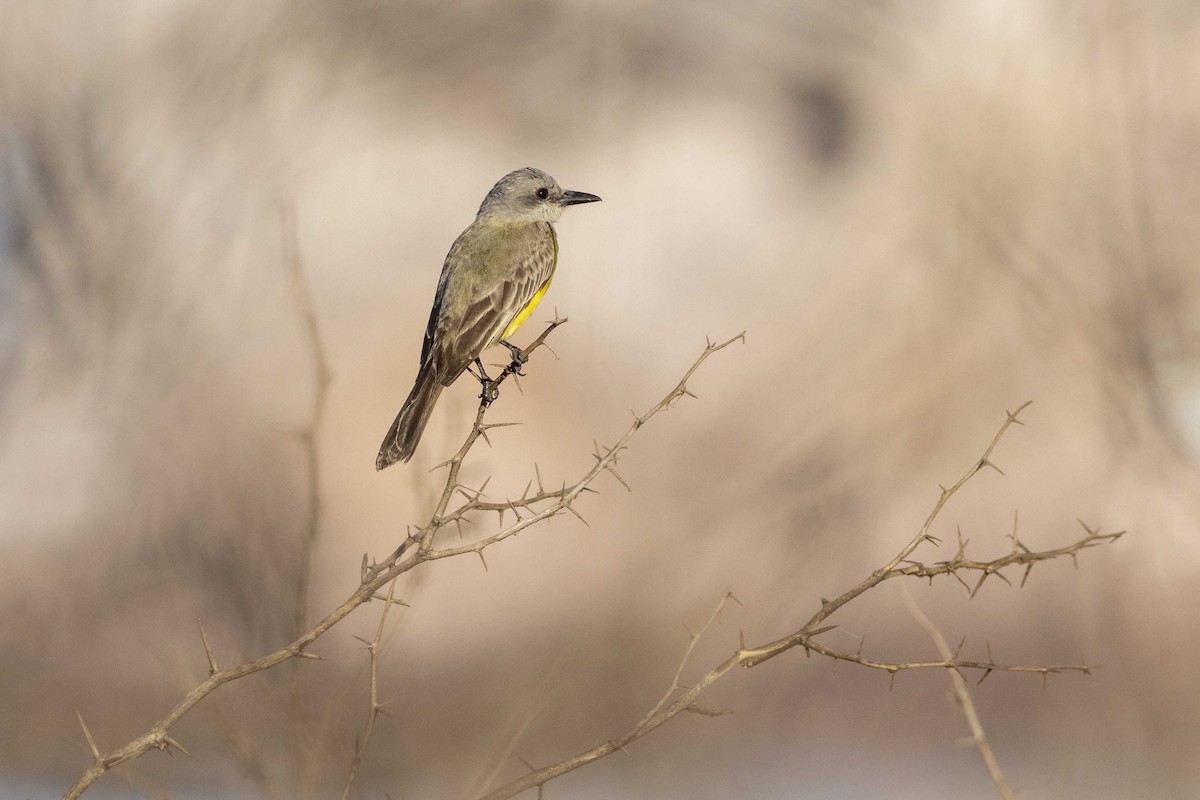 Tropical Kingbird - ML549150991