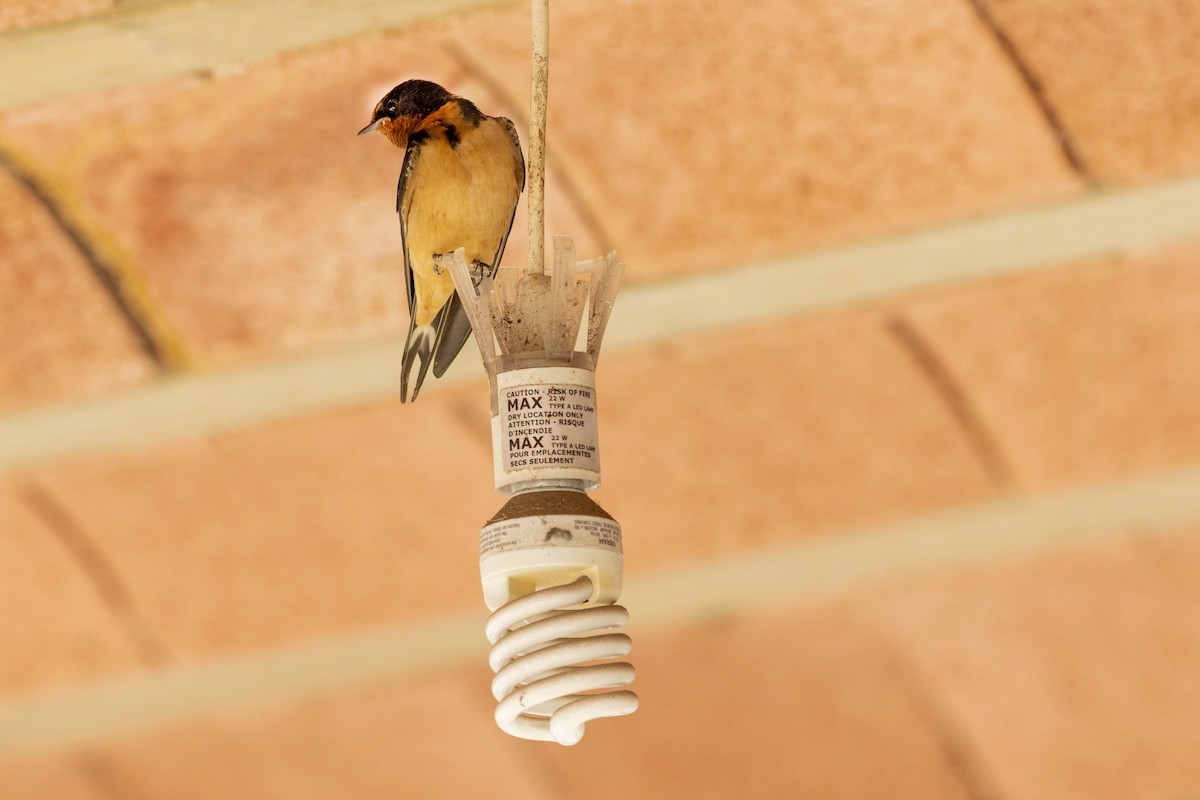 Barn Swallow - ML549151181