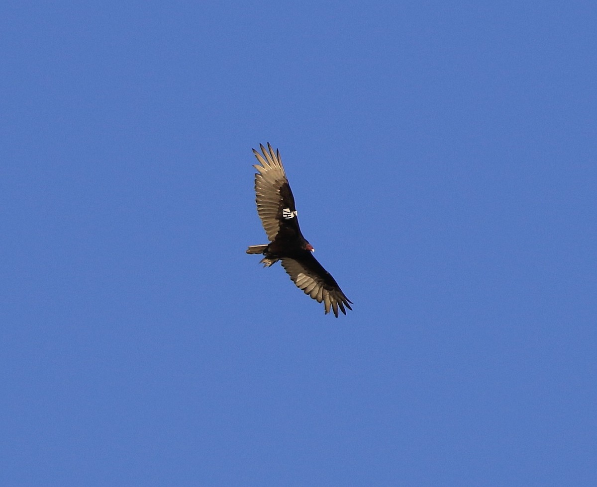 Turkey Vulture - ML54915171