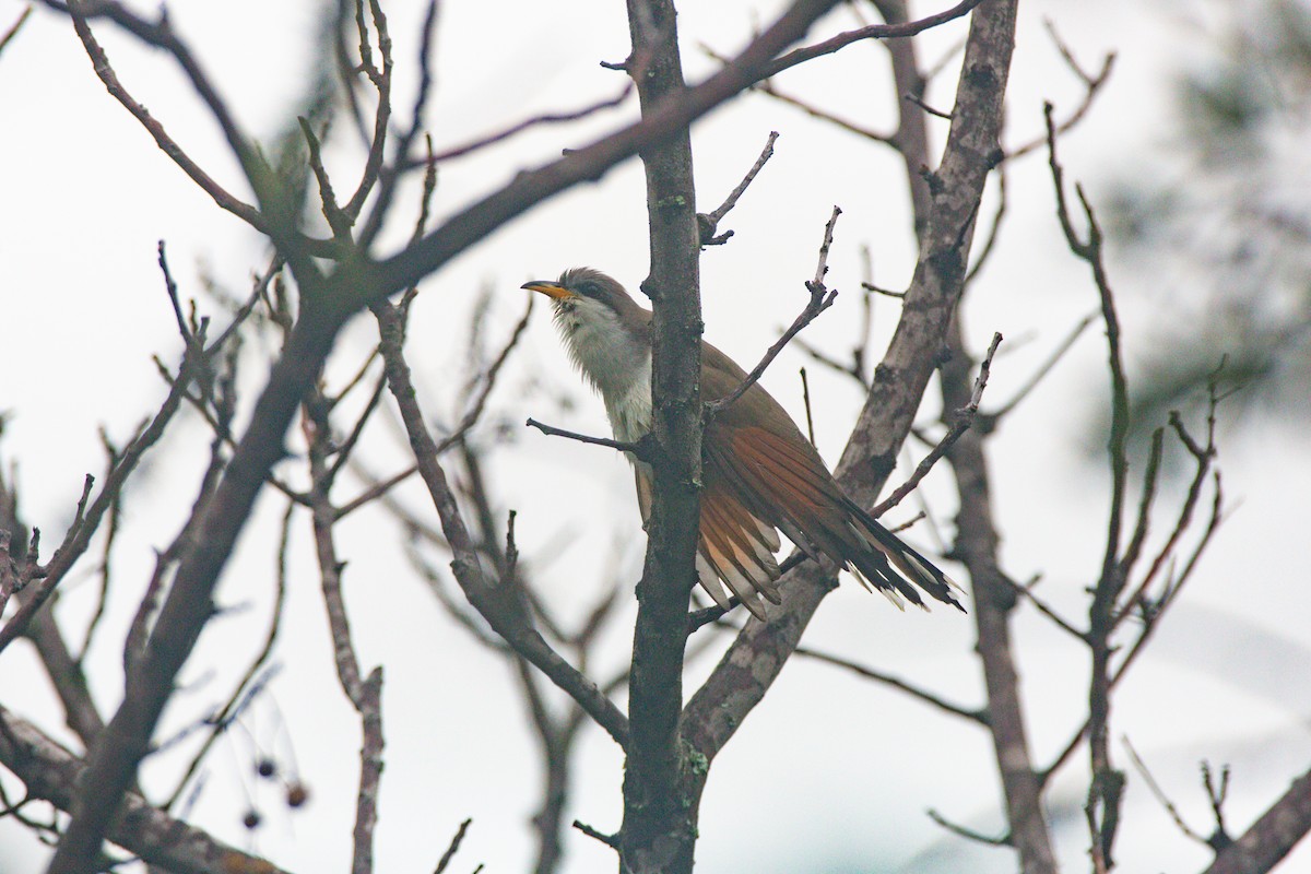 Yellow-billed Cuckoo - ML549151971