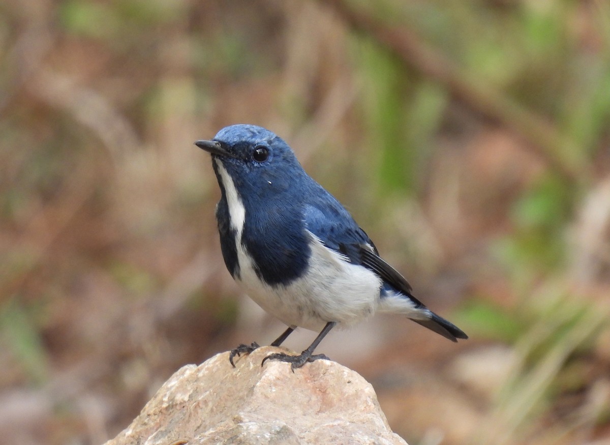 Ultramarine Flycatcher - Jeff Hambleton