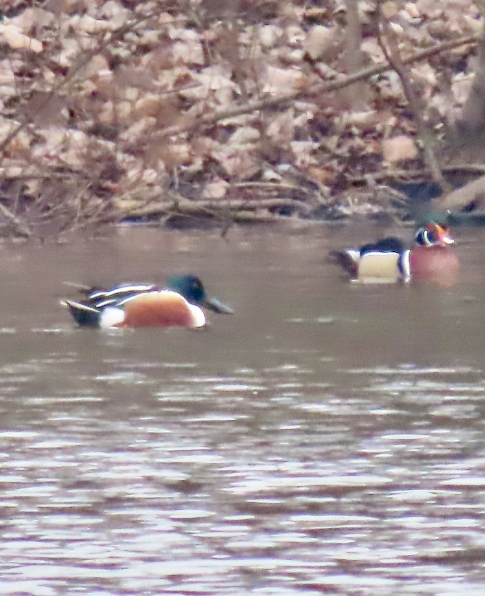 Northern Shoveler - ML549154331