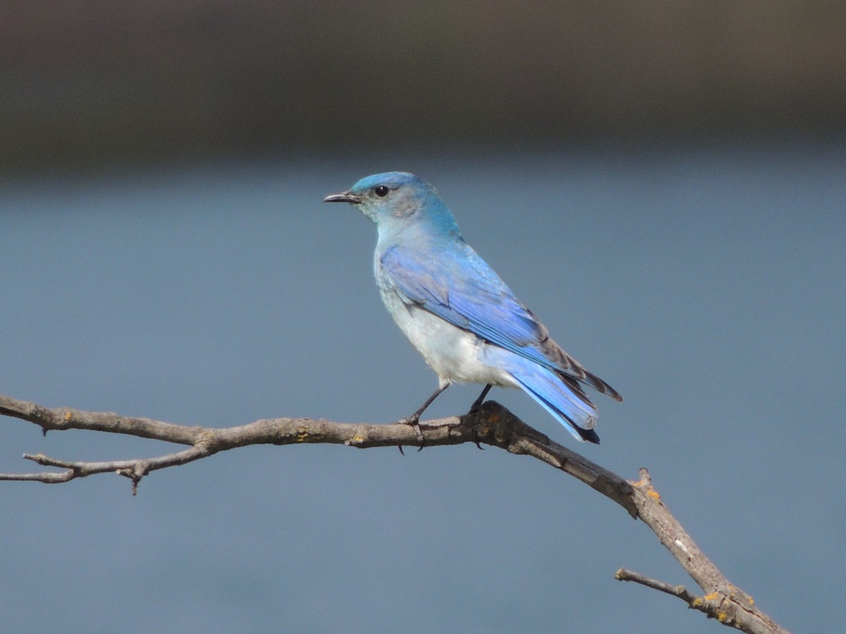 Mountain Bluebird - Mindy Smith