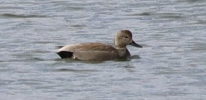 Gadwall - ML549156001