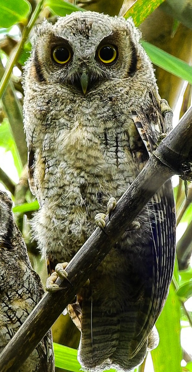 Tropical Screech-Owl - ML549157161
