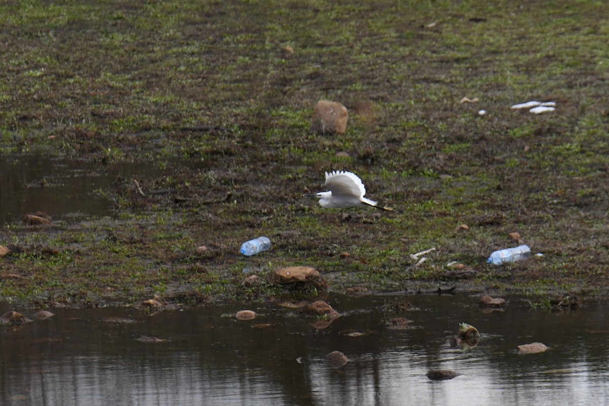 Little Egret - ML549158281