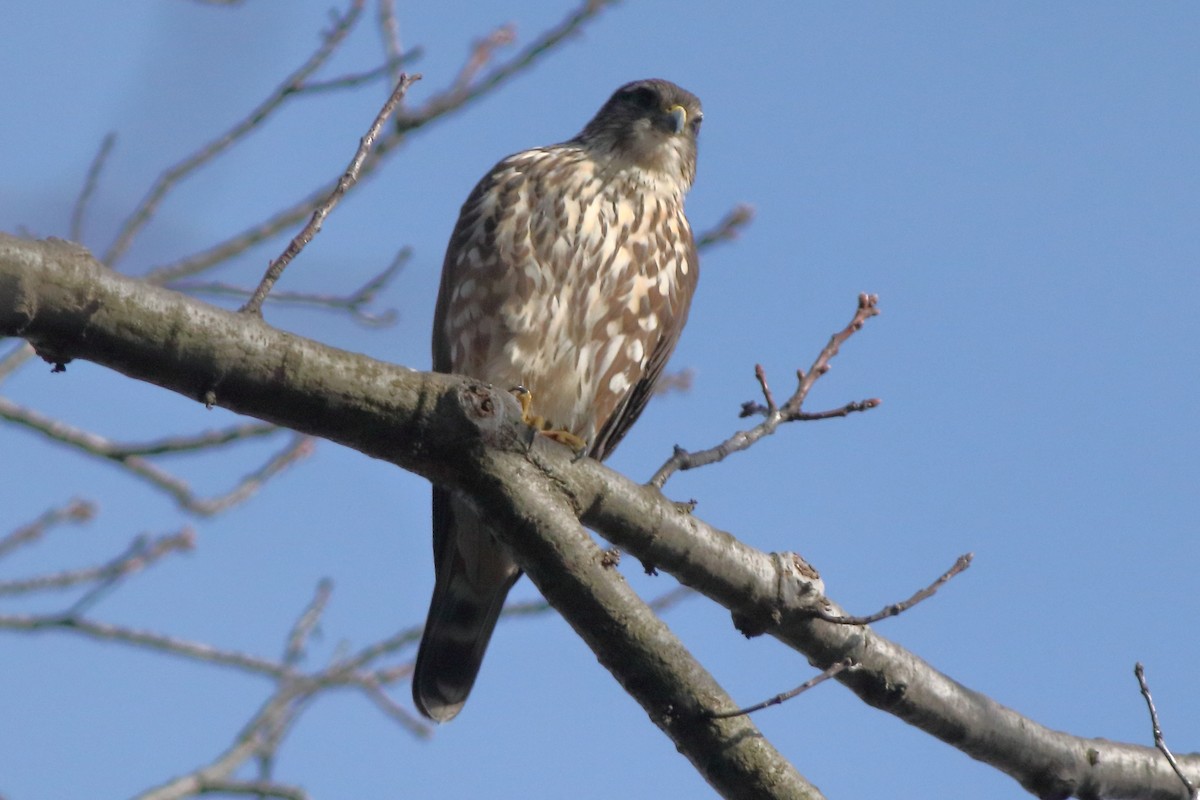 Merlin - ML549158761