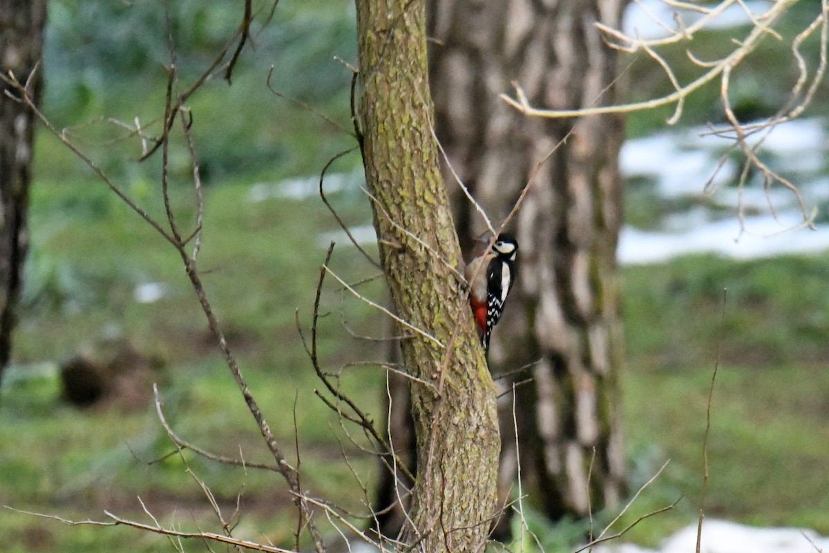 Great Spotted Woodpecker - Kyle Gardiner