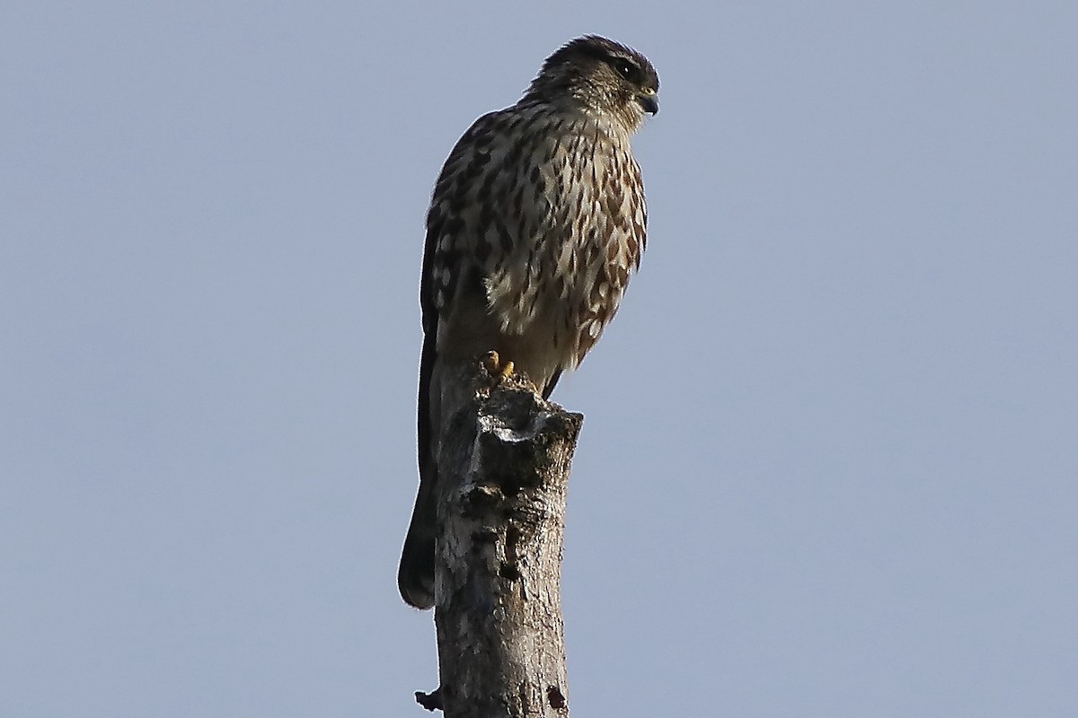 Merlin - ML549159031
