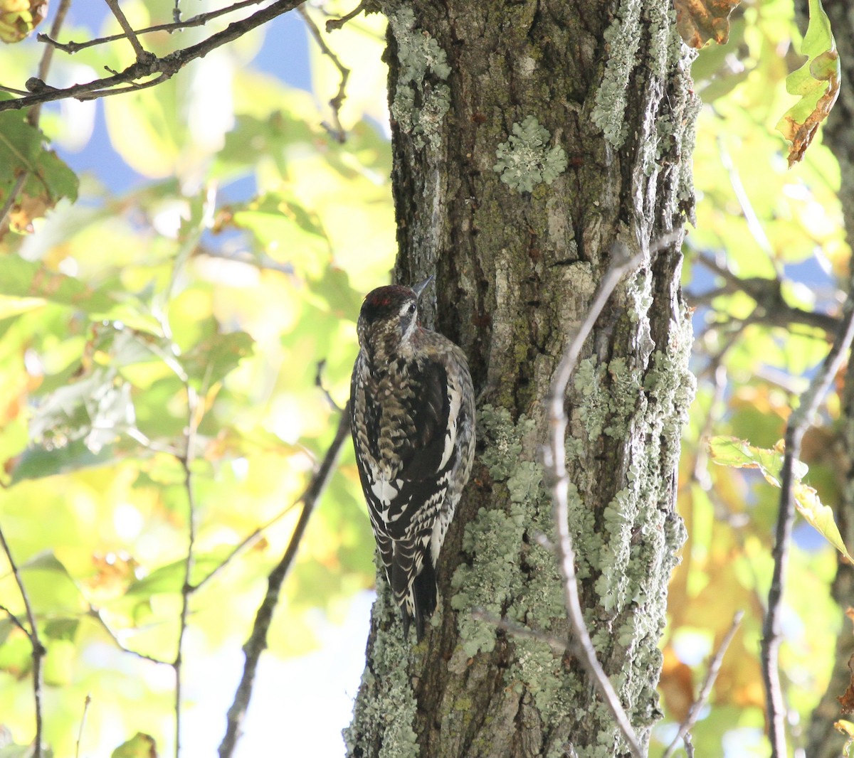 Yellow-bellied Sapsucker - ML549160261