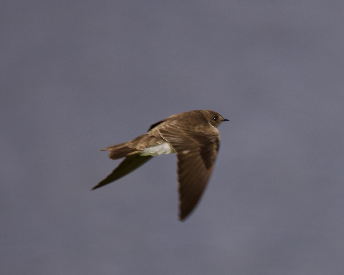 Northern Rough-winged Swallow - Dave Bengston