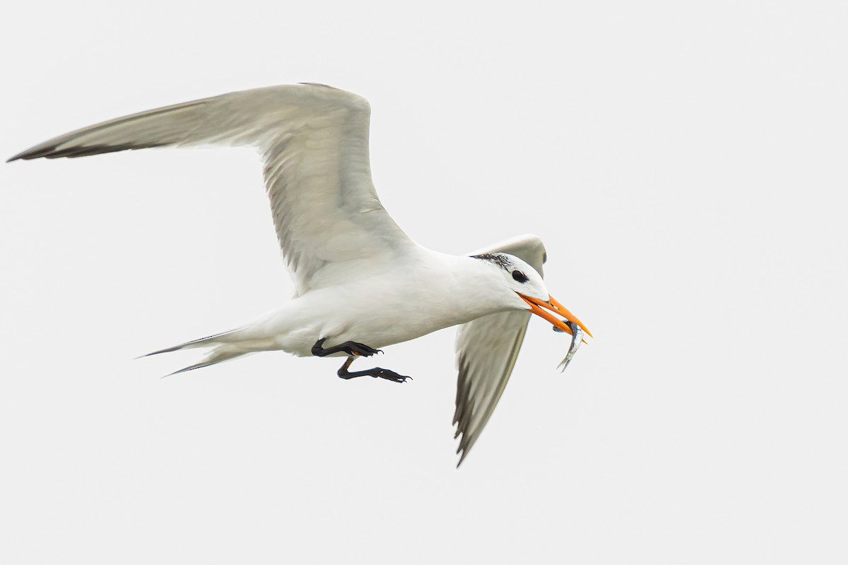 Royal Tern - ML549160731