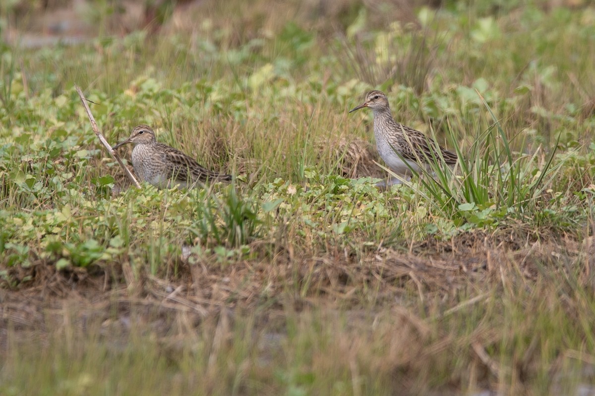 アメリカウズラシギ - ML549162001