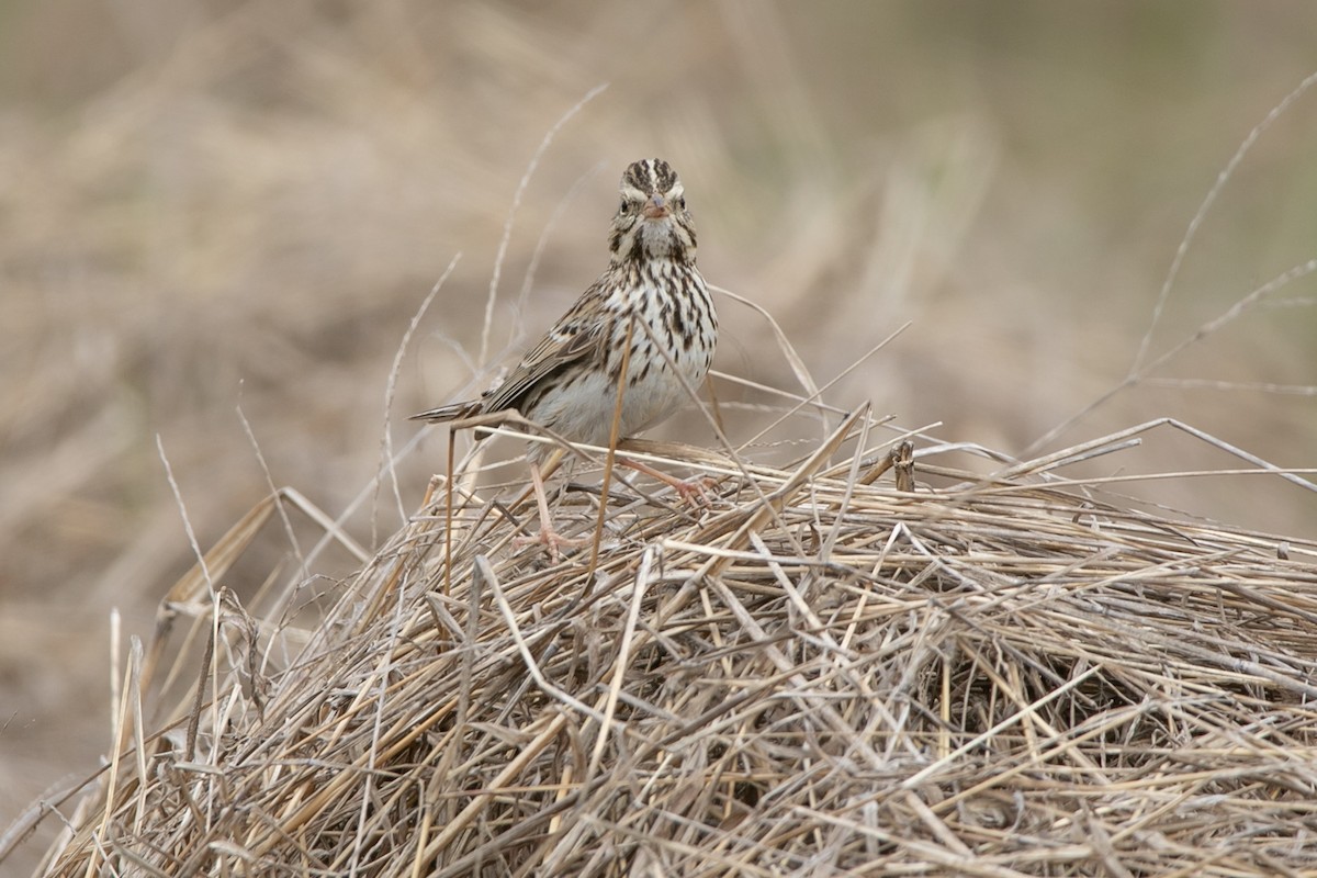 Savannah Sparrow - ML549162661