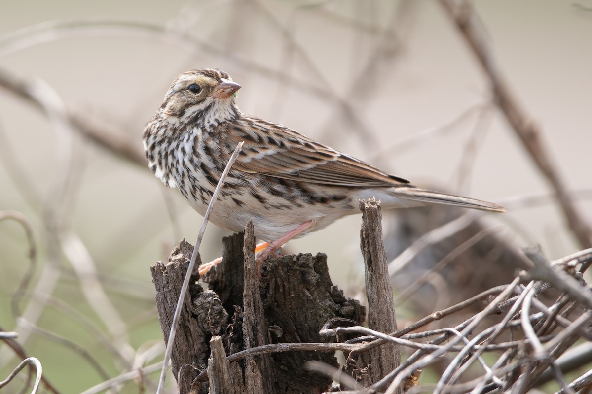 Savannah Sparrow - ML549162691
