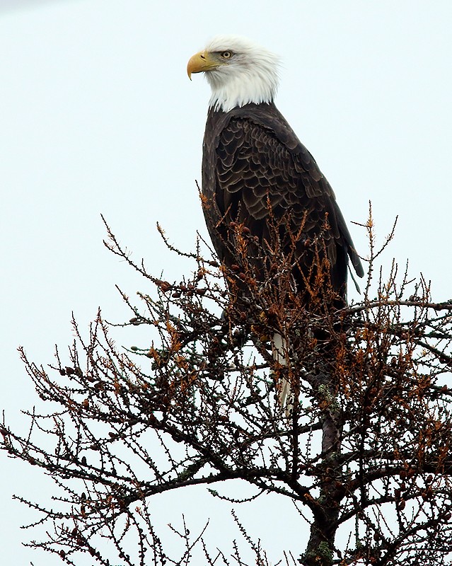 Bald Eagle - Jared Clarke